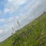 REGISTERED PLOT PICKING @ PRAMPRAM BEACH LANE