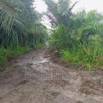 Agricultural/Farmland for Sale @Enyan Maim/Ajumako