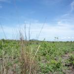 Farm lands