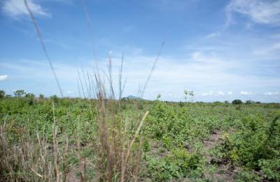 Farm lands