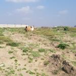 CHOOSE A PLOT PLUS FREE GENUINE INCENTIVES - PRAMPRAM BEACH LANE