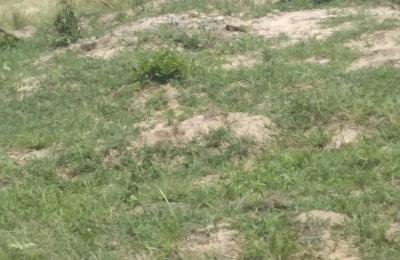 SERENE HALF PLOT LOCATION @ DAHWENYA ZION CITY